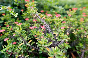Christ of thorns flower 

