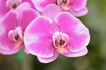 Fototapeta na wymiar Close-up of pink orchid phalaenopsis
