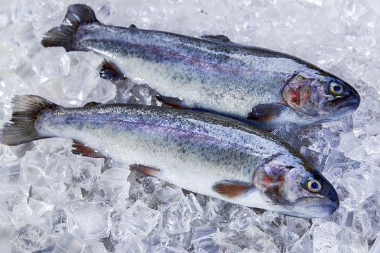 Whole Fresh Fish Trout On Ice