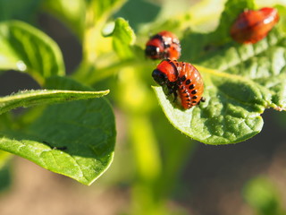 Colorado Beetle Larva Eating Potato Leaves