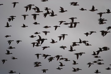 anatre selvatiche in volo