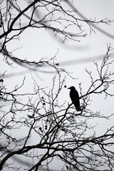 corbeau corneille branche arbre