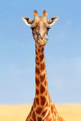 Abwaschbare Fototapete Giraffe Giraffe in der Masai Mara