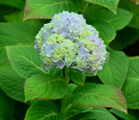 Mophead Hydrangea - Hydrangea macrophylla