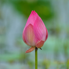 Fototapeta premium Lotus flower