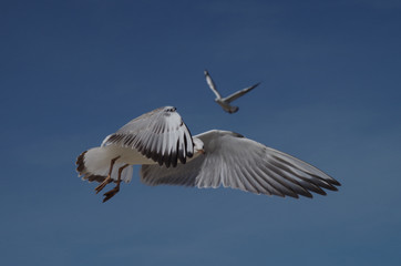 Möwe im Flug