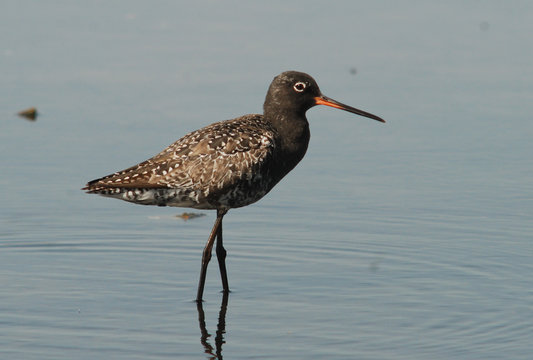 Totano moro (Tringa erythropus) in abito estivo