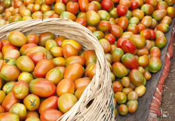 tomatoes 