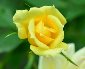 yellow roses with soft background