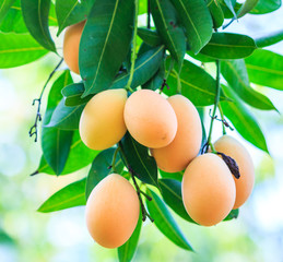 Thai fruit called Mayongchid, Maprang, Marian Plum or Plum Mango