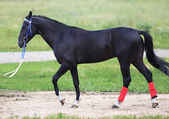 Young stallion Akhal Teke breed sheep suit. 