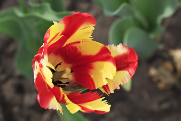 Beautiful Dutch colorful tulip