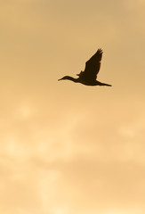 Cormorano - silhouette in volo al tramonto