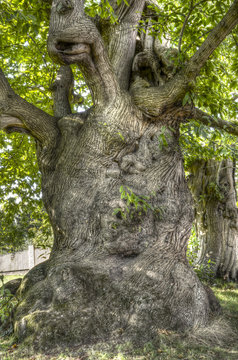 Ancient Chestnut Tree