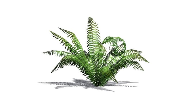 Fern plant - isolated on white background