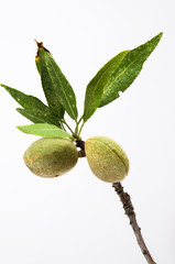 almond branch