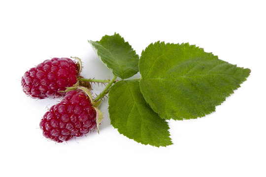 natural raspberries isolated on white