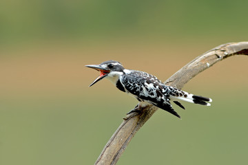 Bird (Pied kingfisher) , Thailand