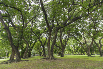 Fototapeta na wymiar Green trees