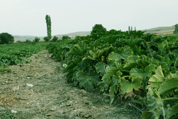 sebze tarlası