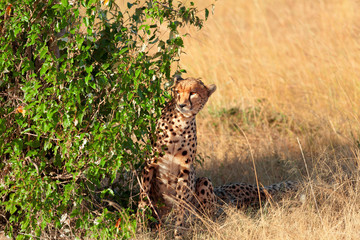 Male cheetah in Masai Mara