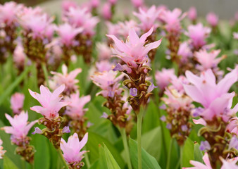 Curcuma alismatifolia, Siam tulip