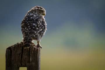 Early Morning Little Owl