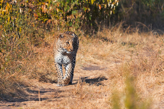 Female leopard in Masai Mara