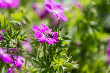 Stimmung im Weingarten