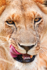 Female lion in Masai Mara