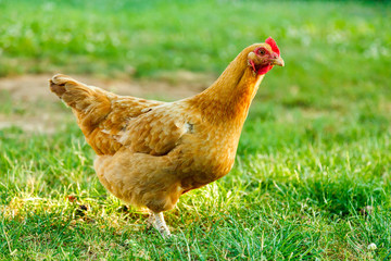 Chicken in green garden