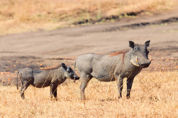 Fototapeta premium Warthog, Masai Mara