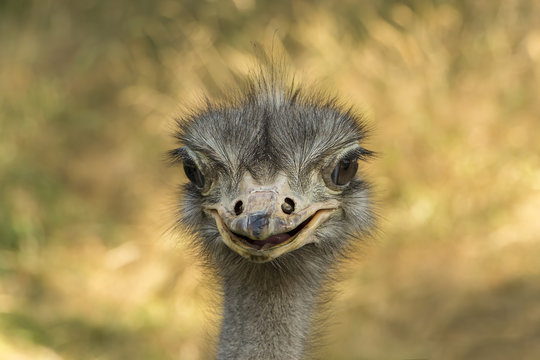 Emu Portrait