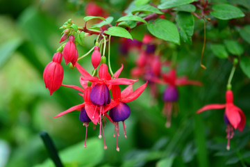 Fuchsia or Onagraceae Flowers
