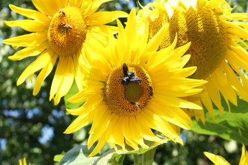 Sonnenblumen