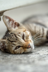 眠そうな仔のらねこ