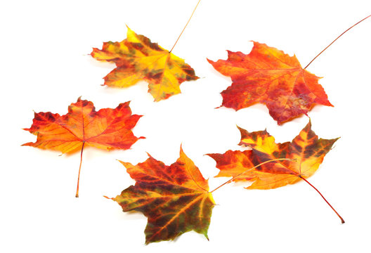 Multicolor autumn maple-leafs on white background