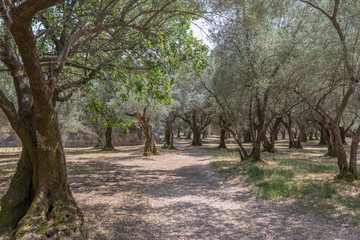 Allee in der Villa Adriana in Tivoli, Rom