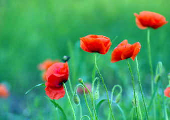 red poppy