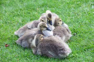 Five Goslings Huddling Together on the Grass in Portland, Oregon, USA