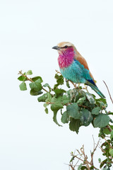 Lilac-Breasted Roller