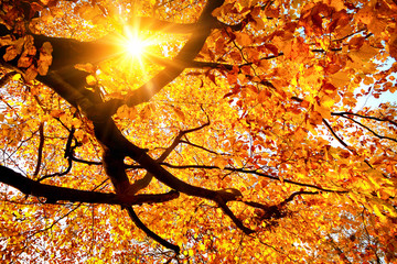 Sun shining in the golden autumn - obrazy, fototapety, plakaty