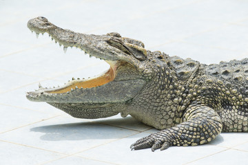  Alligator