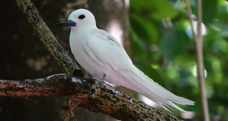 Sterne blanche des Seychelles