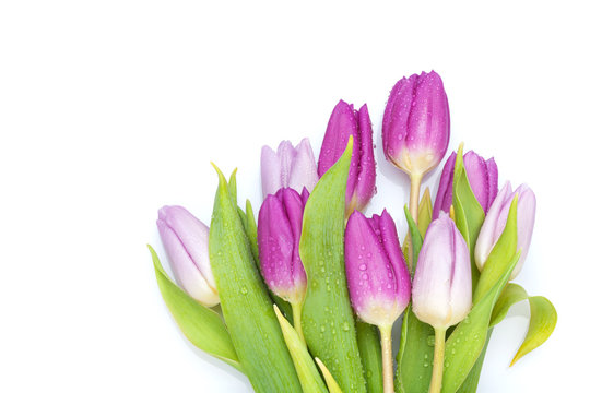 Fototapeta Purple tulips bouquet