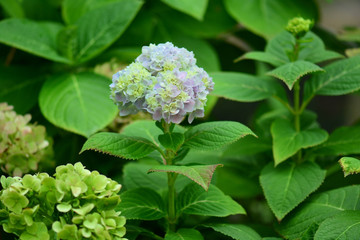 Mophead Hydrangea - Hydrangea macrophylla
