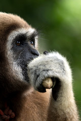 gibbon