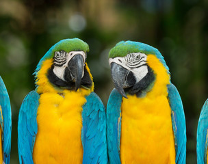 macaw