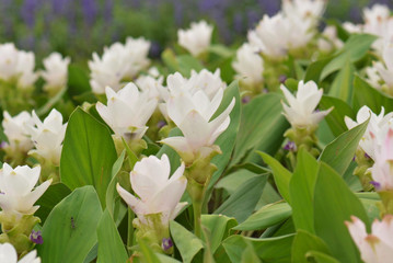 Fototapeta na wymiar Curcuma alismatifolia, Siam tulip