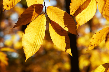 Autumn yellow leaves background